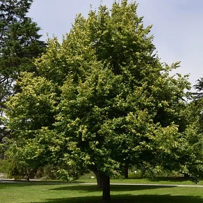 Липа сердцевидная  Липа сердцевидная в Москве