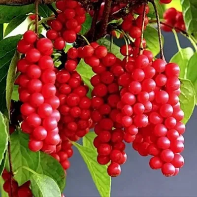 Лимонник САДОВЫЙ 1 китайский  — описание сорта Лимонник САДОВЫЙ 1 китайский  в Москве