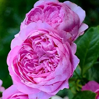 Саженцы роз ШАНТАЛЬ МЕРЬЕ шраб в Москве