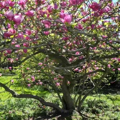 Магнолия СУЛАНЖА в Москве