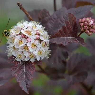 Пузыреплодник  Пузыреплодник в Москве