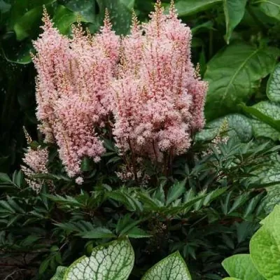 Астильба ЛУК ЭТ МИ японская — описание сорта Астильба ЛУК ЭТ МИ японская в Москве