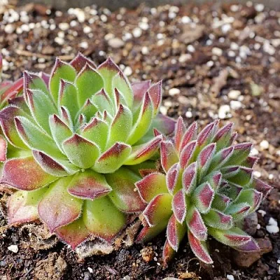 Молодило РУССКОЕ  Молодило РУССКОЕ в Москве