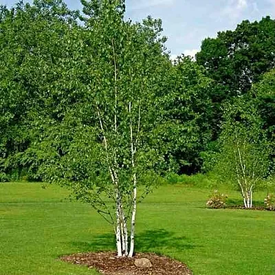 Береза бумажная  Береза бумажная в Москве