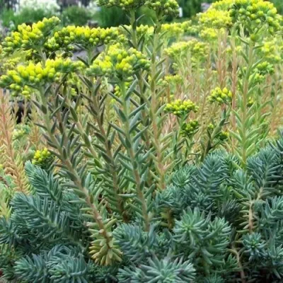 Очиток (седум) отогнутый — описание сорта Очиток (седум) отогнутый в Москве