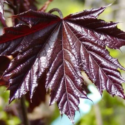 Клен КРИМСОН КИНГ остролистный — описание сорта Клен КРИМСОН КИНГ остролистный в Москве