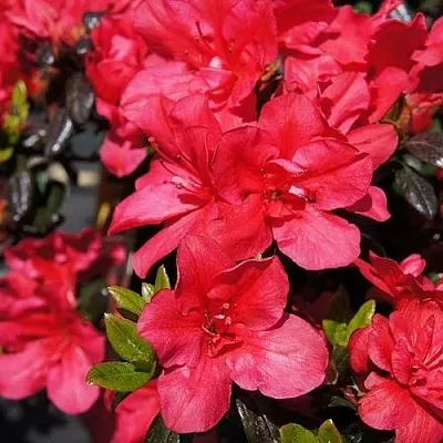 Азалия МАРУШКА японская  Азалия МАРУШКА японская в Москве