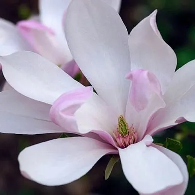 Магнолия ПИНКИ  Магнолия ПИНКИ в Москве