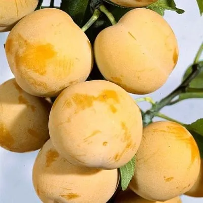 Слива РЕНКЛОД ранний  Слива РЕНКЛОД ранний в Москве