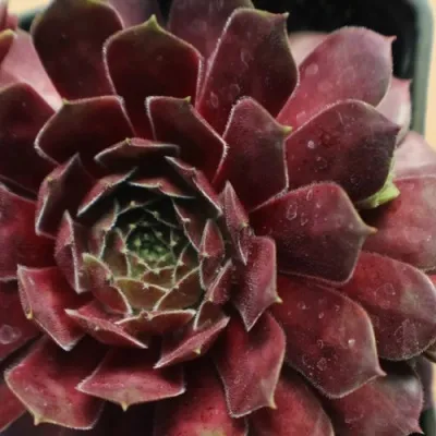 Молодило БЛЭК МОУНТЭЙН — описание сорта Молодило БЛЭК МОУНТЭЙН в Москве