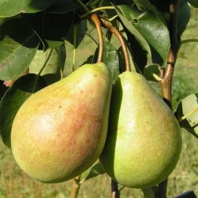 Груша ДУХМЯНАЯ — описание сорта Груша ДУХМЯНАЯ в Москве