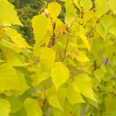 Берёза ГОЛДЕН ОБЕЛИСК повислая   Берёза ГОЛДЕН ОБЕЛИСК повислая  в Москве