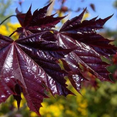 Клен ФАССЕН БЛЭК остролистный — описание сорта Клен ФАССЕН БЛЭК остролистный в Москве