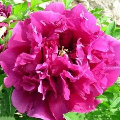 Пион НЕФРИТОВАЯ БУСИНА В ПУРПУРНОЙ КОРОНЕ древовидный — описание сорта Пион НЕФРИТОВАЯ БУСИНА В ПУРПУРНОЙ КОРОНЕ древовидный в Москве