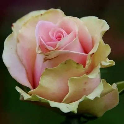 Саженцы роз ДАНСИНГ КВИН чайно-гибридная — описание сорта Саженцы роз ДАНСИНГ КВИН чайно-гибридная в Москве