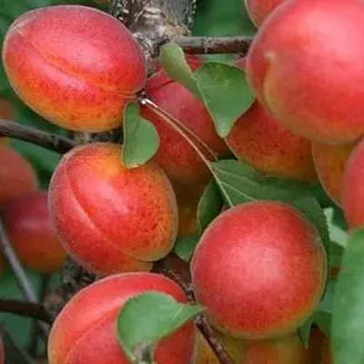 Абрикос НЬЮ-ДЖЕРСИ  Абрикос НЬЮ-ДЖЕРСИ в Москве