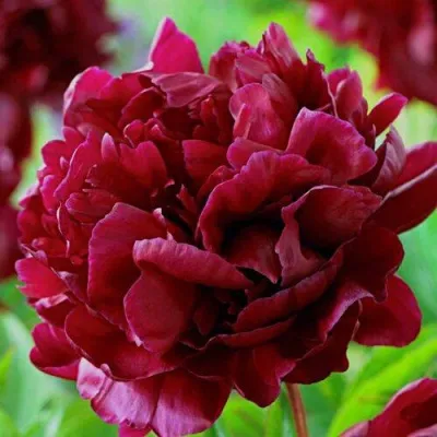 Пион АРМАНИ травянистый — описание сорта Пион АРМАНИ травянистый в Москве