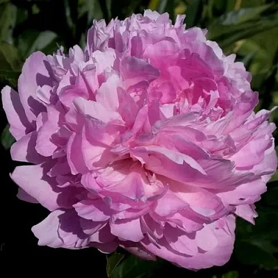 Пион СЬЮЗИ КЬЮ травянистый  Пион СЬЮЗИ КЬЮ травянистый в Москве