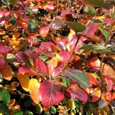 Кизильник блестящий — описание сорта Кизильник блестящий в Москве