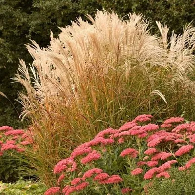 Злаки  Злаки в Москве