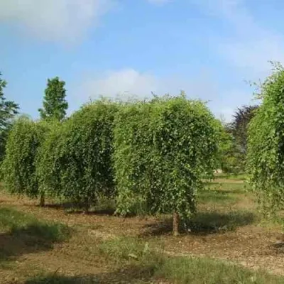 Береза САММЕР КАСКАД черная — описание сорта Береза САММЕР КАСКАД черная в Москве