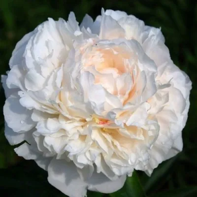 Пион МАЗЕРС ЧОЙС травянистый  — описание сорта Пион МАЗЕРС ЧОЙС травянистый  в Москве