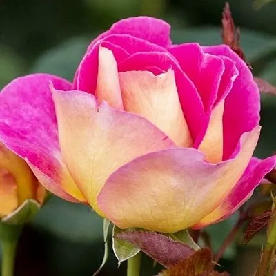 Саженцы роз МАЛЕЙКА чайно-гибридная  Саженцы роз МАЛЕЙКА чайно-гибридная в Москве