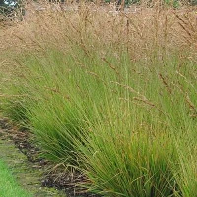 Молиния ПОЛ ПЕТЕРСОН голубая  Молиния ПОЛ ПЕТЕРСОН голубая в Москве