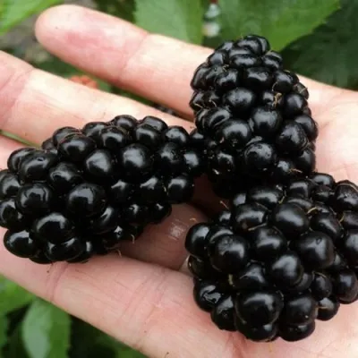 Ежевика ПОЛАР бесшипная — описание сорта Ежевика ПОЛАР бесшипная в Москве