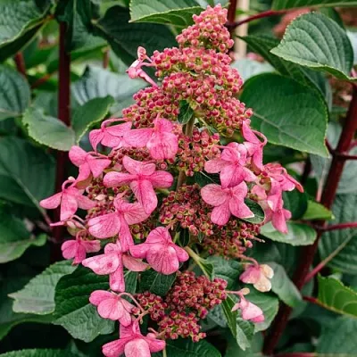 Гортензия ИНФИНИТИ метельчатая  Гортензия ИНФИНИТИ метельчатая в Москве