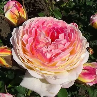 Саженцы роз РОЗОМАН ЖАНОН шраб в Москве