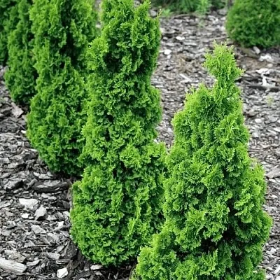 Туя ЗМАТЛИК западная  Туя ЗМАТЛИК западная в Москве