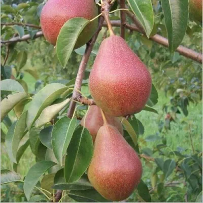 Груша РУМЯНАЯ КЕДРИНА — описание сорта Груша РУМЯНАЯ КЕДРИНА в Москве