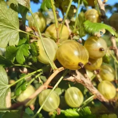 Крыжовник БЕЛОРУСCКИЙ САХАРНЫЙ 2 — описание сорта Крыжовник БЕЛОРУСCКИЙ САХАРНЫЙ 2 в Москве