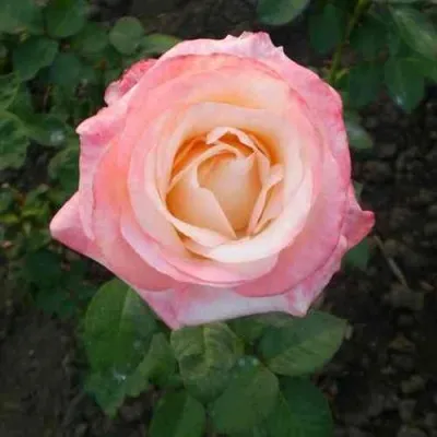 Саженцы роз БЕЛЛА ПЕРЛА чайно-гибридная — описание сорта Саженцы роз БЕЛЛА ПЕРЛА чайно-гибридная в Москве