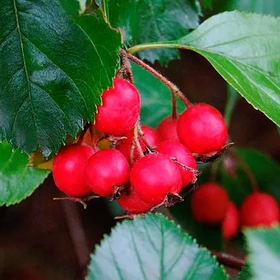 Боярышник ЛЮДМИЛ  Боярышник ЛЮДМИЛ в Москве