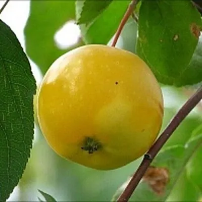 Яблоня КИТАЙКА ЖЁЛТАЯ колонновидная  Яблоня КИТАЙКА ЖЁЛТАЯ колонновидная в Москве