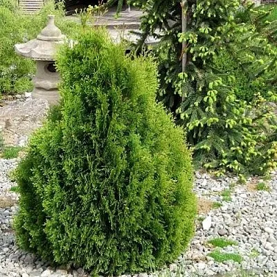 Туя МИКИ западная  Туя МИКИ западная в Москве