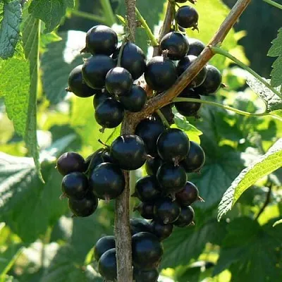 Смородина черная ВОЛОГДА  Смородина черная ВОЛОГДА в Москве