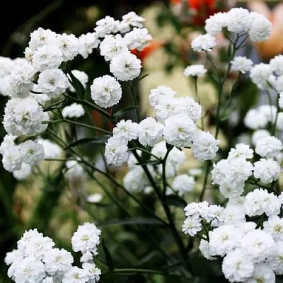 Тысячелистник МАРШМЕЛЛОУ  Тысячелистник МАРШМЕЛЛОУ в Москве