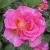 Саженцы роз ПИНК ПАРАДАЙЗ чайно-гибридная — описание сорта Саженцы роз ПИНК ПАРАДАЙЗ чайно-гибридная в Москве