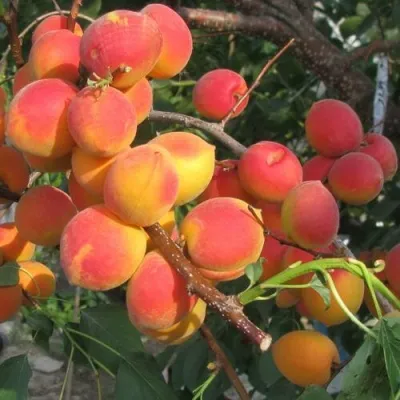 Абрикос РУБИН в Москве