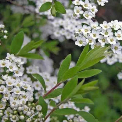 Спирея АРГУТА в Москве