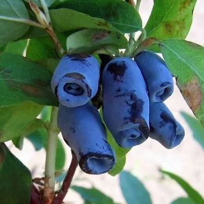 саженцы жимолости саженцы жимолости