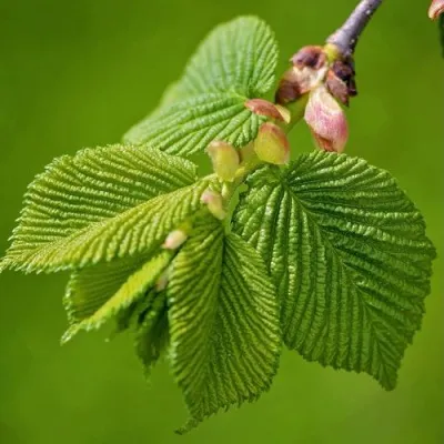 Вяз обыкновенный — описание сорта Вяз обыкновенный в Москве