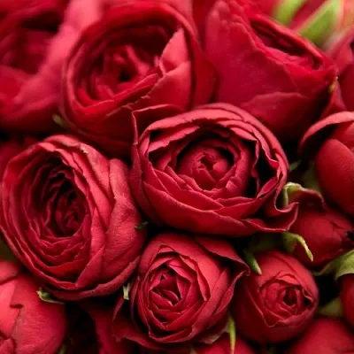 Саженцы роз РЕД ЛЕЙС спрей в Москве