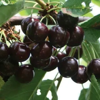 Черешня НАПОЛЕОН — описание сорта Черешня НАПОЛЕОН в Москве