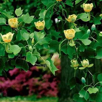 Лириодендрон   Лириодендрон  в Москве