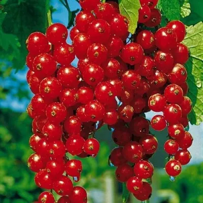 Смородина красная РОВАДА — описание сорта Смородина красная РОВАДА в Москве