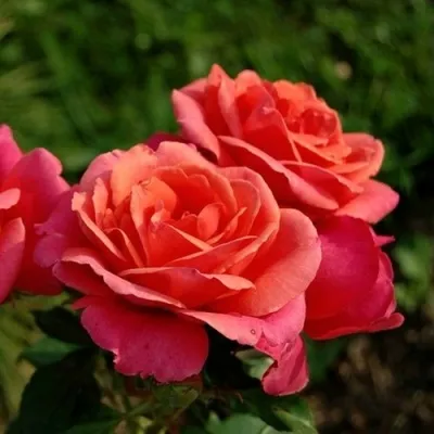 Саженцы роз АПАЧИ чайно-гибридная в Москве